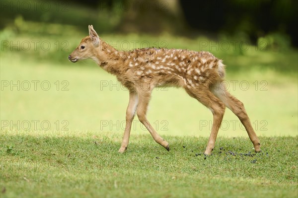 Sika deer