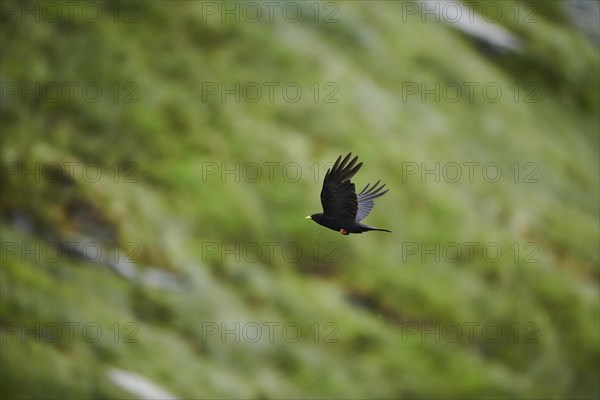 Yellow-billed chough