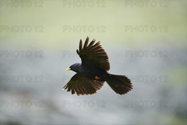 Yellow-billed chough