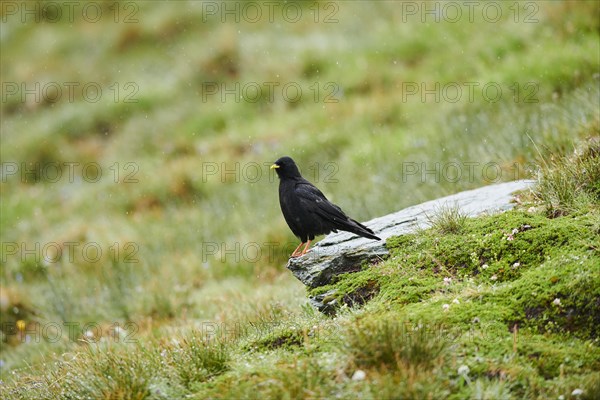 Yellow-billed chough