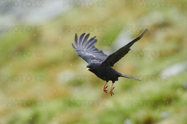 Yellow-billed chough