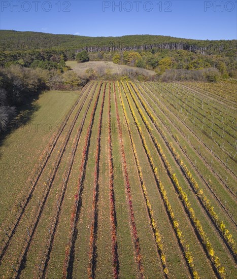 Aerial view of autumn vineyards