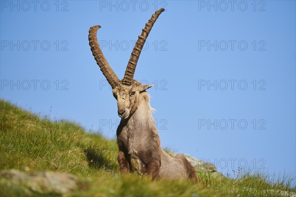 Alpine ibex