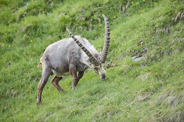 Alpine ibex