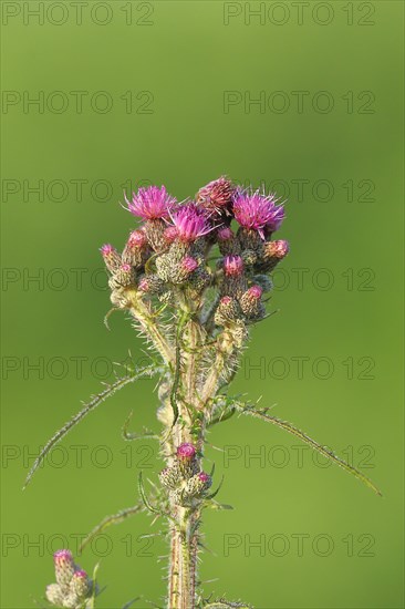 Marsh thistle