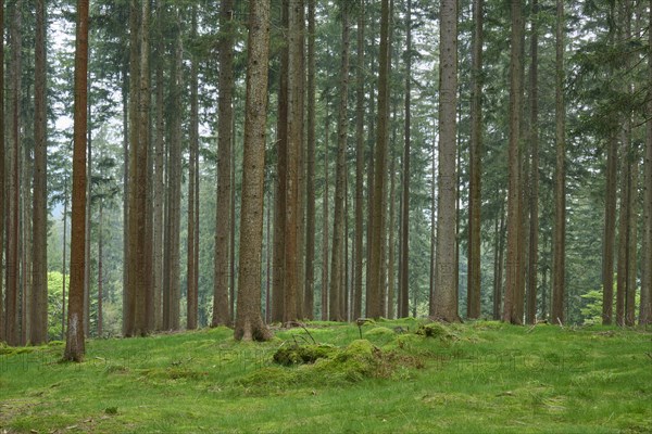Fir forest with moss-covered ground and natural light