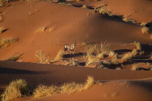 Oryx antelope standing on a red sand dune