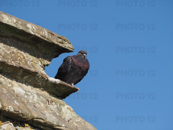 Domestic pigeon animal