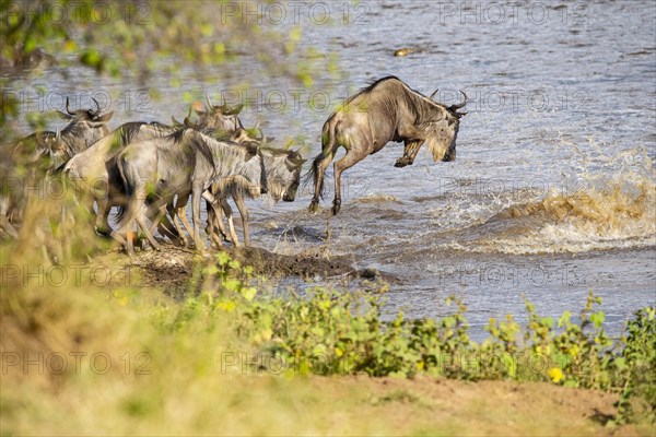 Wildebeest