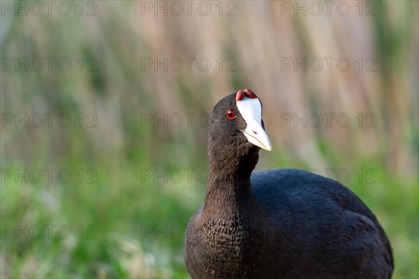 Common coot