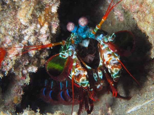 Portrait of peacock mantis shrimp