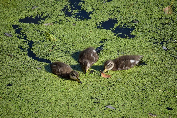 Chicks of free-ranging brown-headed ducks