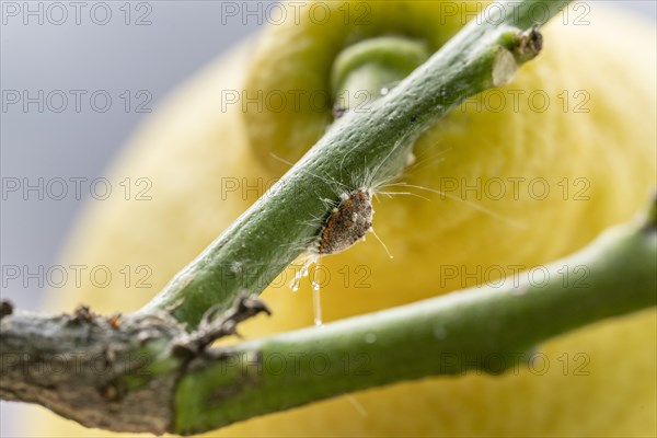 Citrus mealybug