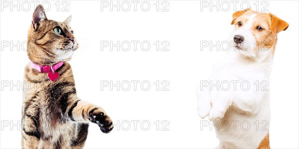 Jack Russell and Bengal cat posing in the studio and look at the camera.