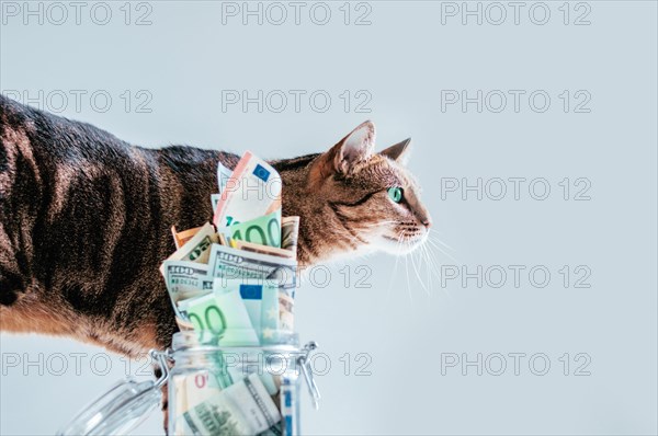 Cat posing on the background of a piggy bank. The concept of expenses for the maintenance of thoroughbred breeds of pets.