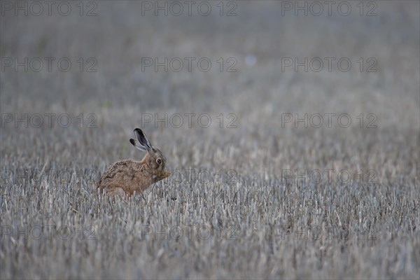 European brown hare