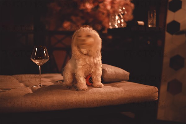 Image of a Maltese lapdog in a night bar with a fiery heater in the background