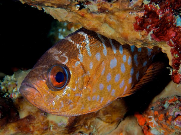 Bigeye glasseye snapper