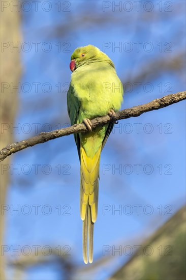 Rose-ringed parakeet