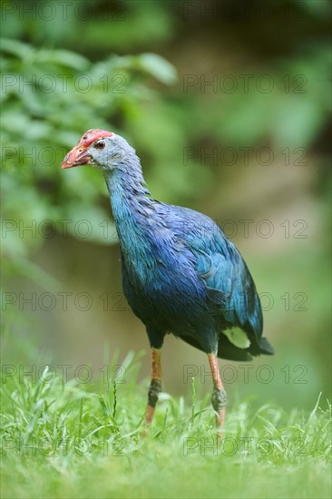 Western swamphen