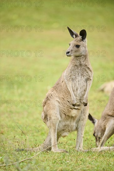 Western grey kangaroo