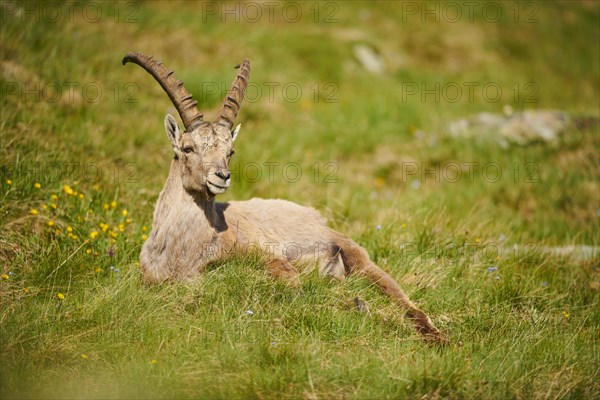 Alpine ibex