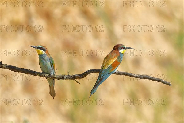 Pair of bee-eaters