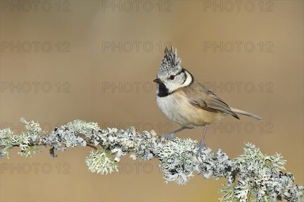 Crested tit