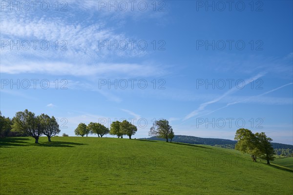 Meadow with copper beeches in spring