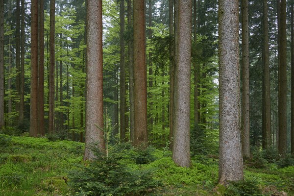 Dense fir forest with moss-covered ground and natural light