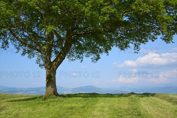 Single oak tree on a mown meadow under a blue sky with scattered clouds