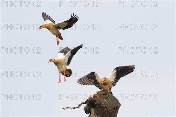 Egyptian geese