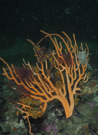 Palmate sea fan