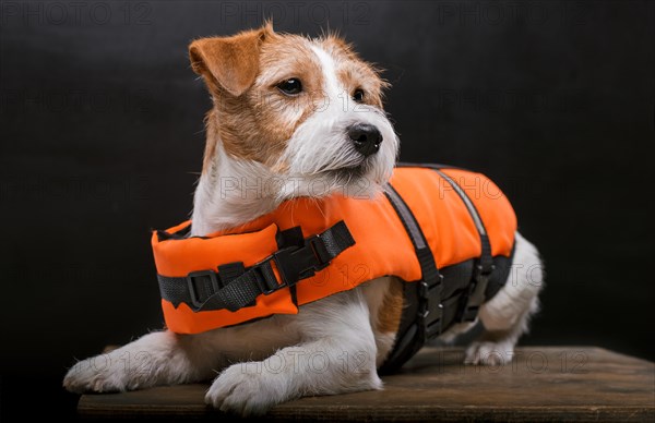 Purebred Jack Russell is lying on a pedestal in the studio and looking at the camera.