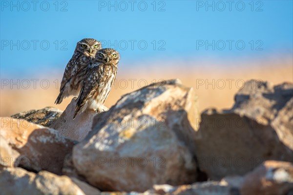 Pair of little owl