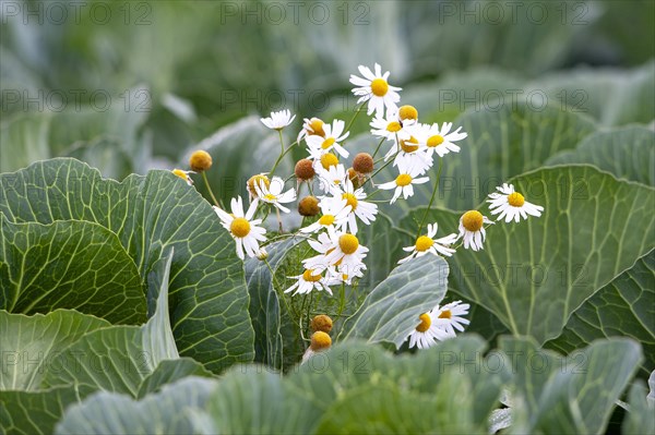 Mayweed