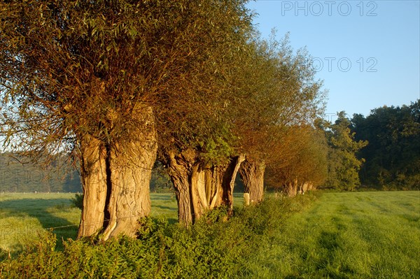 Pollarded willows