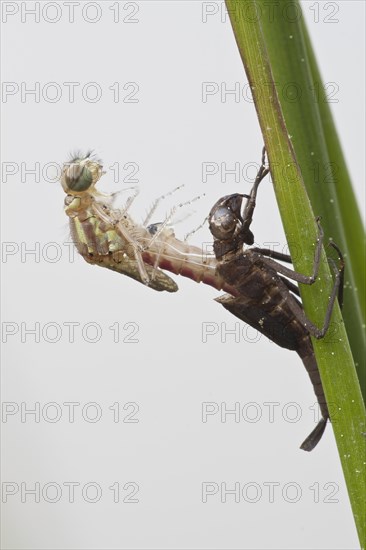 Large red damselfly