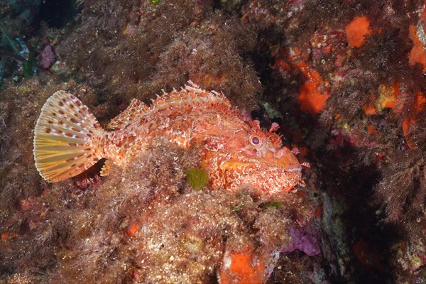 Large red scorpionfish