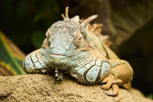 Green iguana