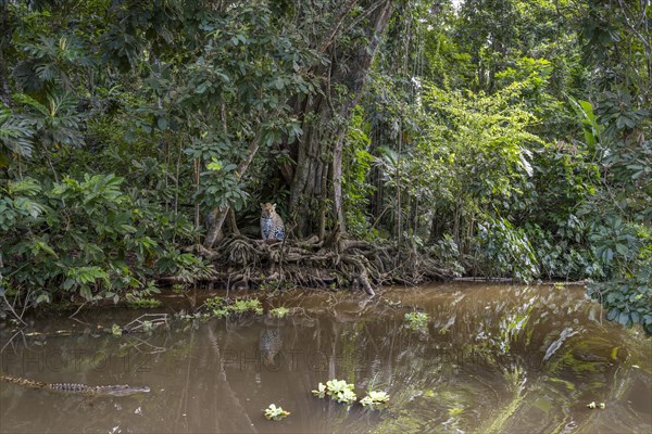 Canoe trip on river in the jungle with crocodile and sitting jaguar on the bank Nicaragua animals AI generated