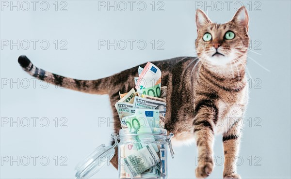 Cat posing on the background of a piggy bank. The concept of expenses for the maintenance of thoroughbred breeds of pets.