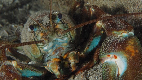 Portrait of signal crayfish