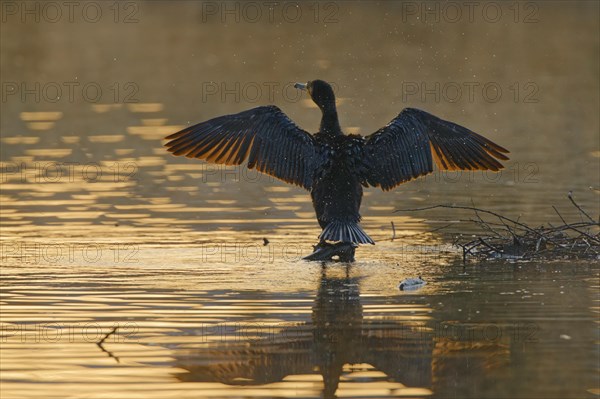 Great cormorant