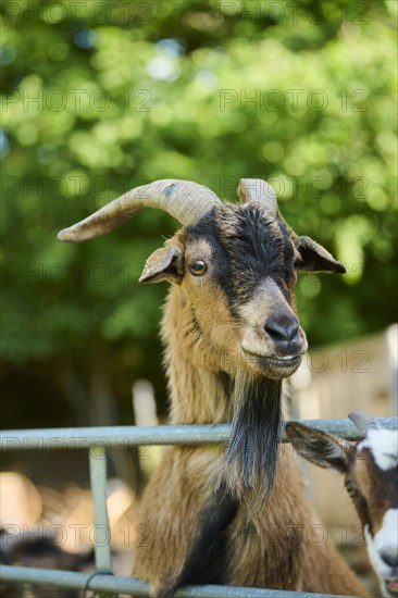 Domestic goat