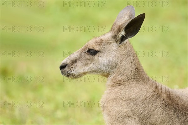 Western grey kangaroo