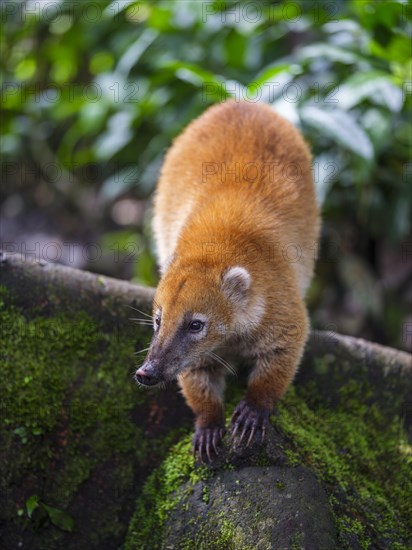 South American coati