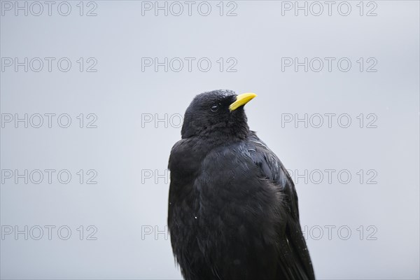 Yellow-billed chough