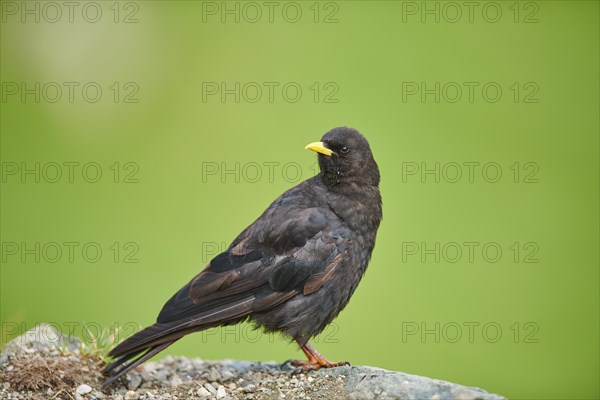 Yellow-billed chough