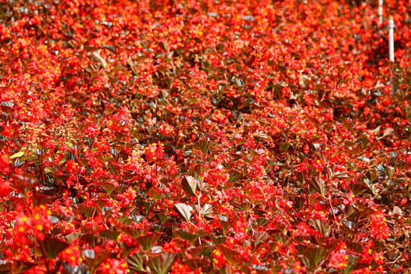 Intense red bedding flowers covering the frame